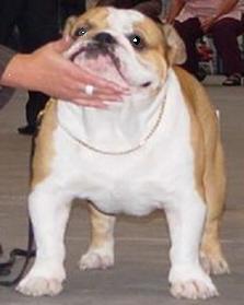 etalon - bulldog - anglais